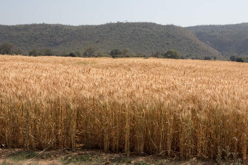 Ripened wheat field indicating cultivation of 'rabi' (winter) crop in the once near-barren lands - result of community-based watershed management under Jaya Devi's leadership